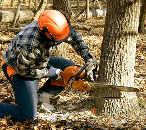 Tree Removal in Jackson, MS